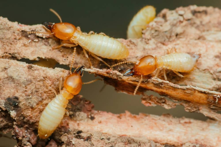 Choosing the Right Termite Control Melbourne Service | Tom's Pest Control Melbourne