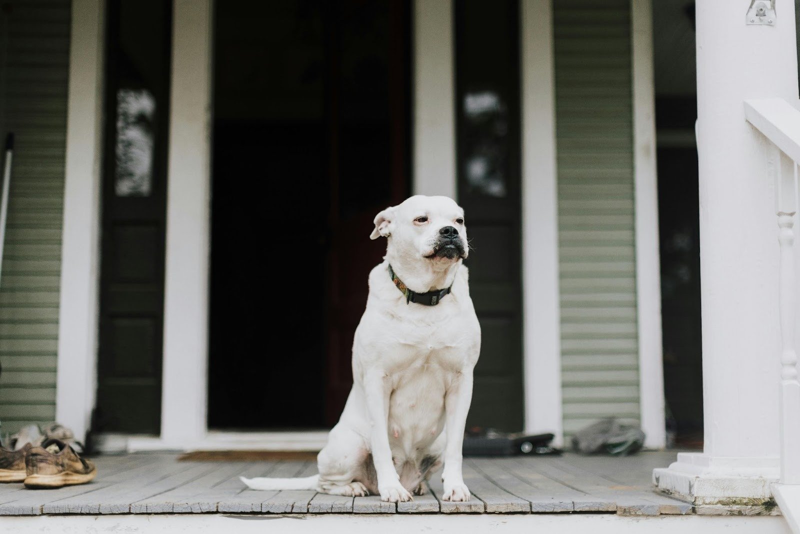 Pet-Friendly Rentals: A Landlord Risk Checklist That Protects Yield